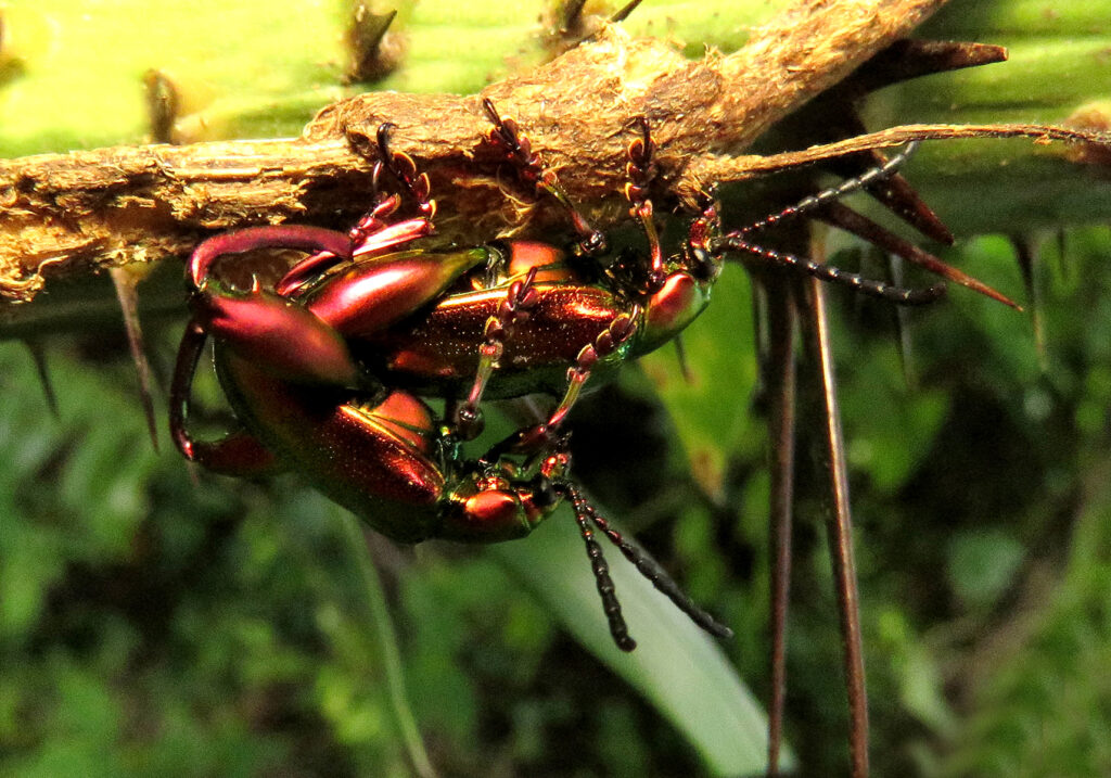 Frog-legged Leaf Beetle (Sagra femorata)