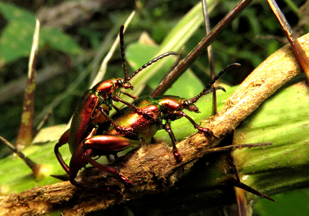 Frog-legged Leaf Beetle (Sagra femorata)