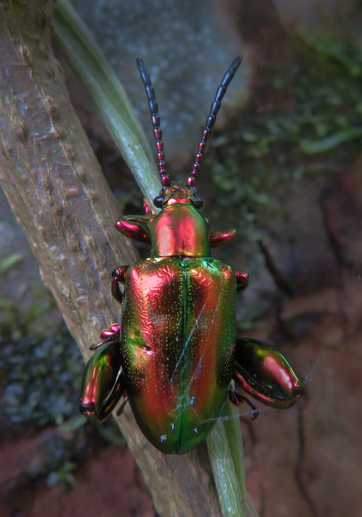Frog-legged Leaf Beetle (Sagra femorata)