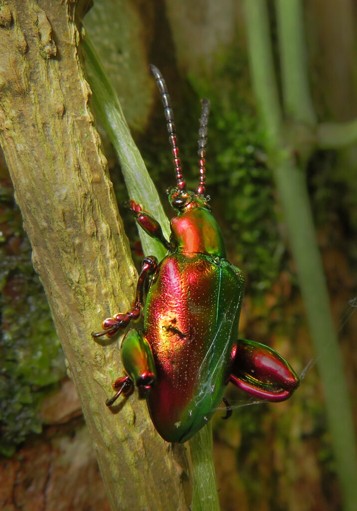 Frog-legged Leaf Beetle (Sagra femorata)