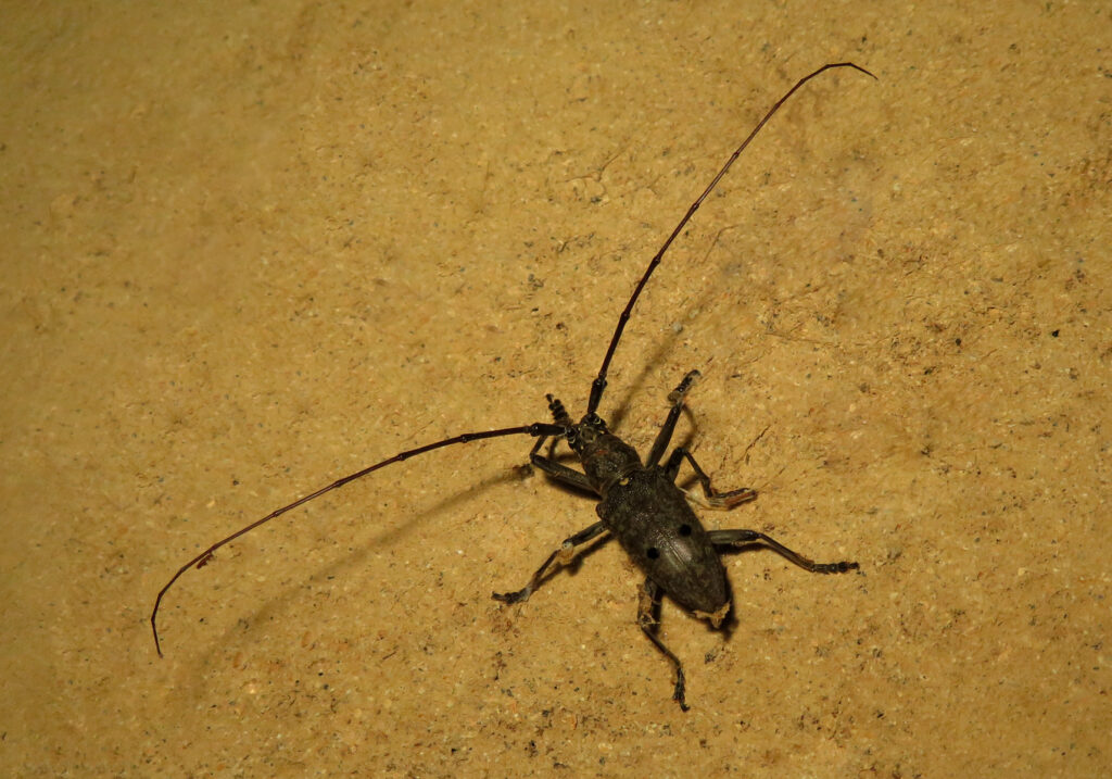Pelargoderus bipunctatus