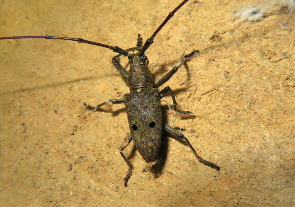 Pelargoderus bipunctatus