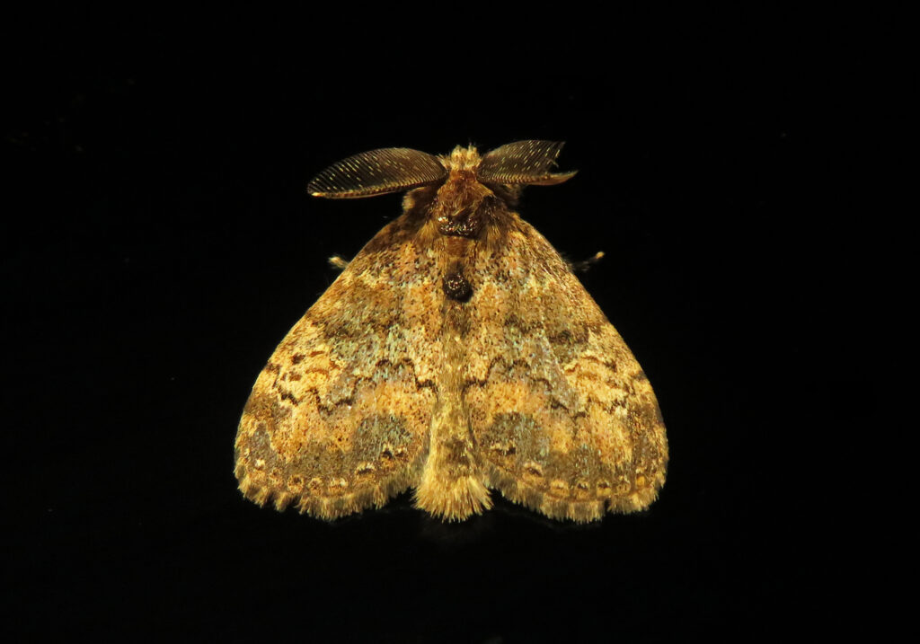 Tribe Orgyiini