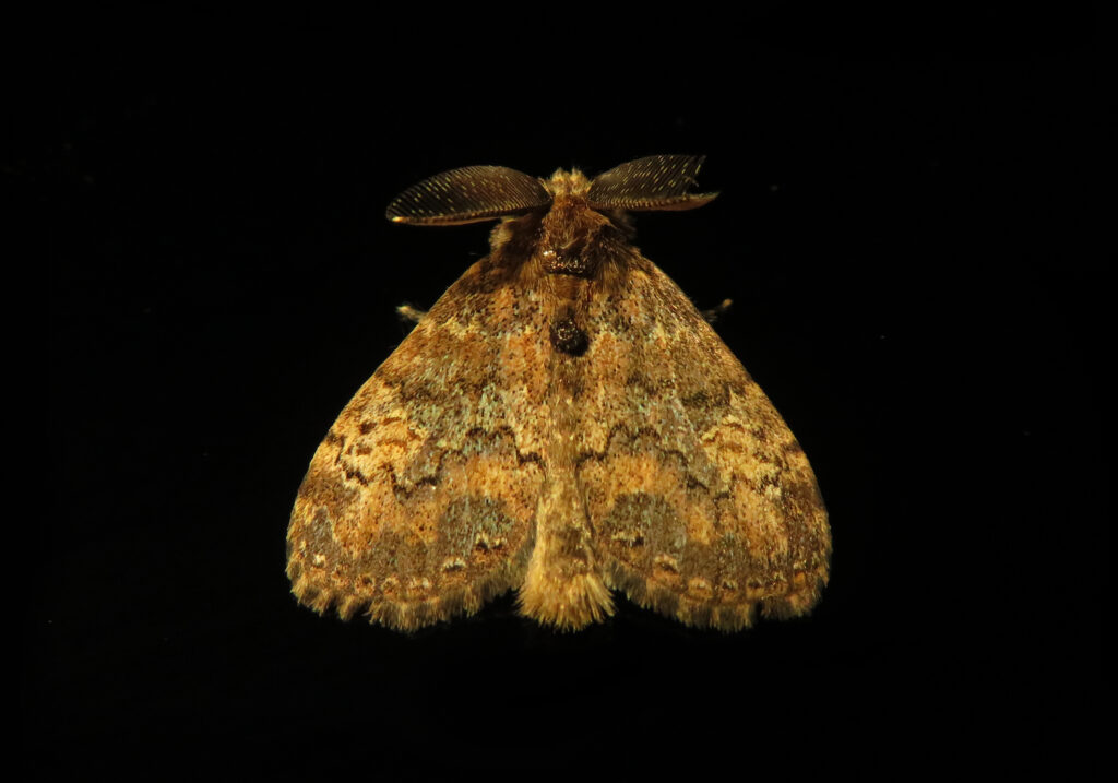 Tribe Orgyiini