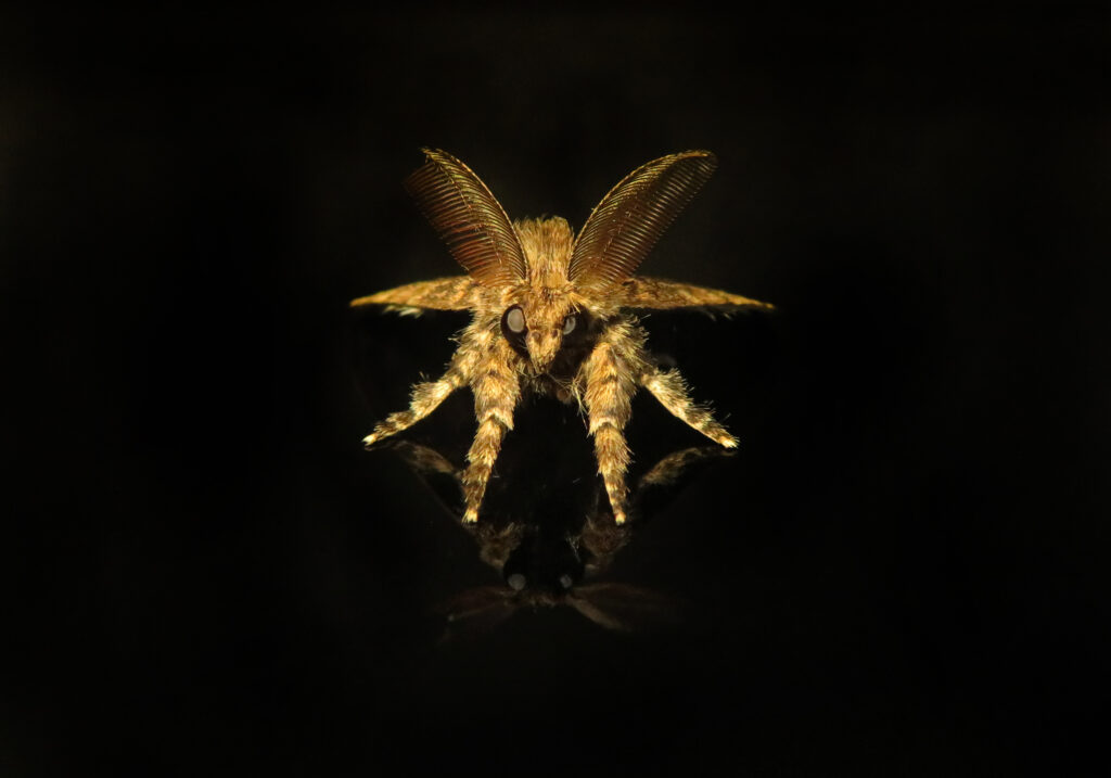 Tribe Orgyiini