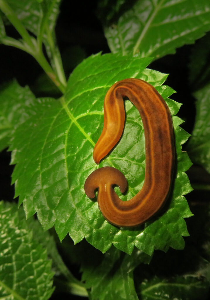 Land Planarians (Family Geoplanidae)