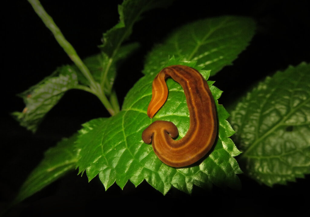 Land Planarians (Family Geoplanidae)