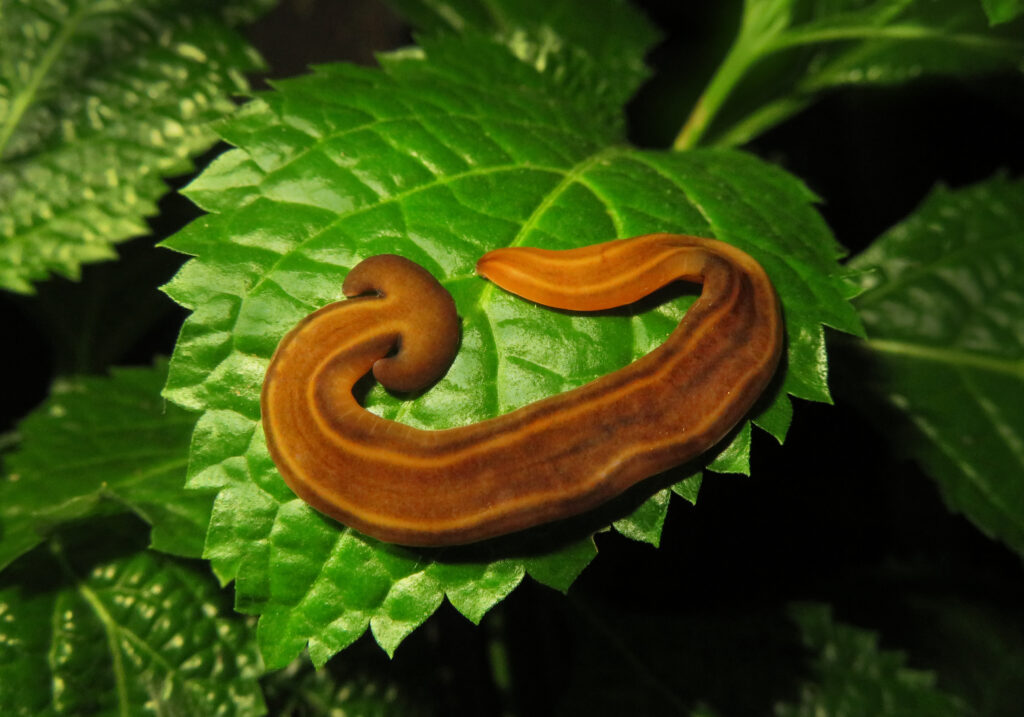 Land Planarians (Family Geoplanidae)