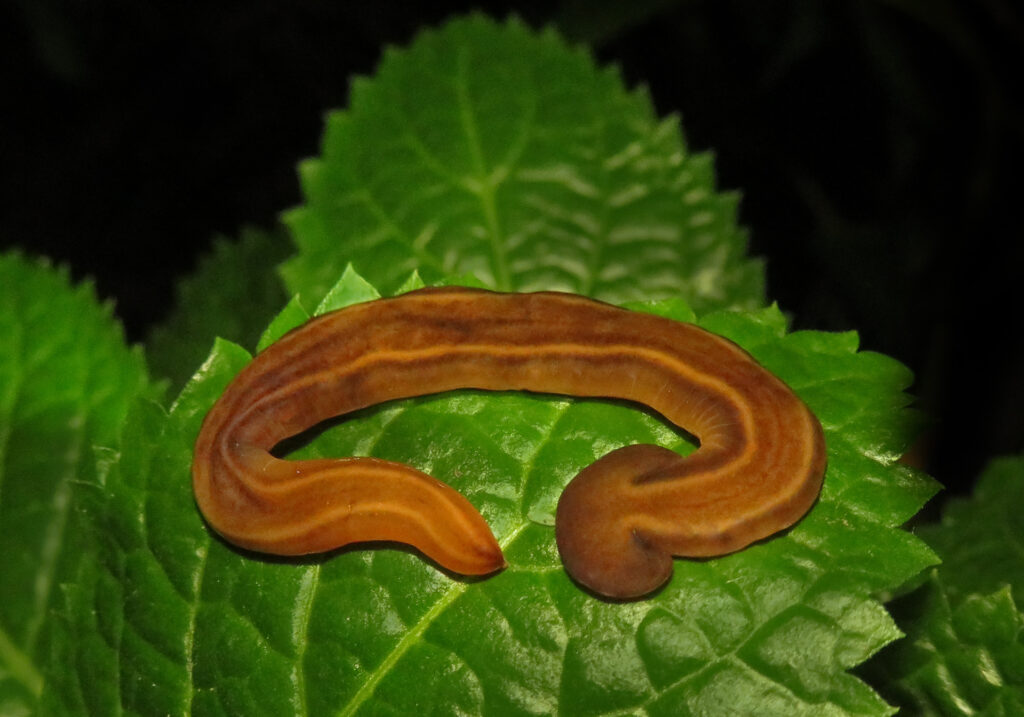 Land Planarians (Family Geoplanidae)