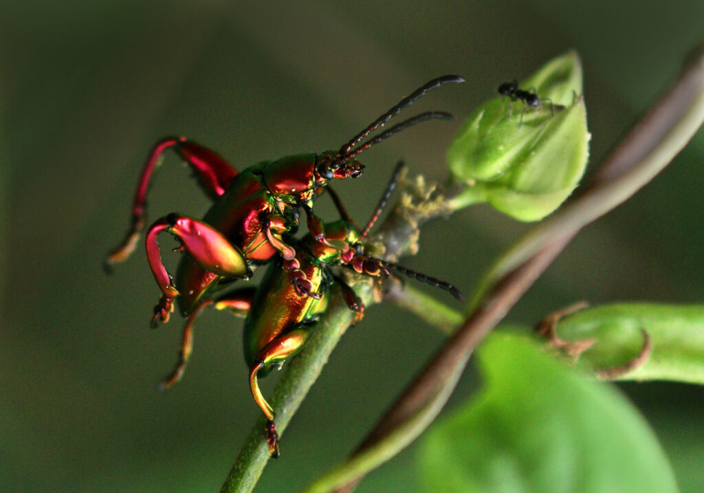 Frog-legged Leaf Beetle