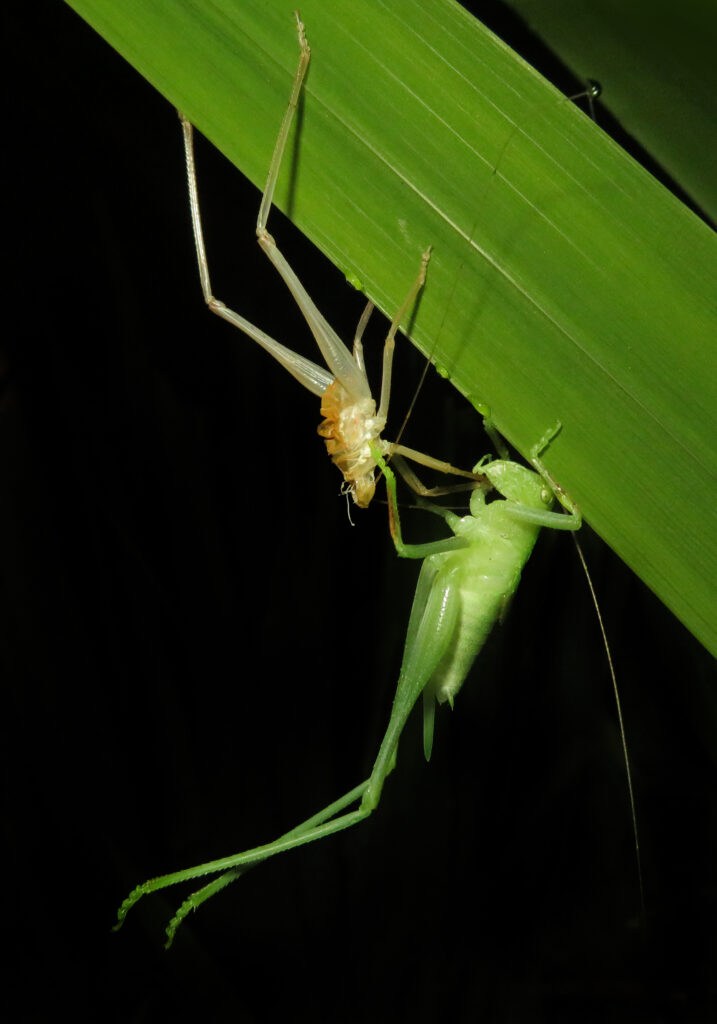 Katydids (Family Tettigoniidae)