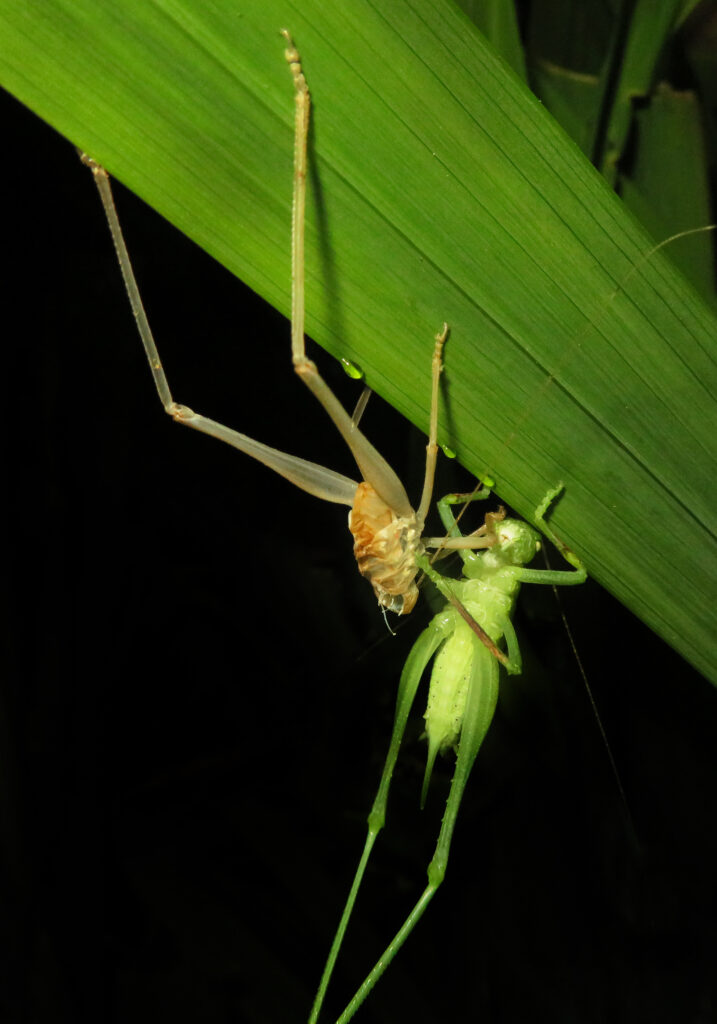 Katydids (Family Tettigoniidae)