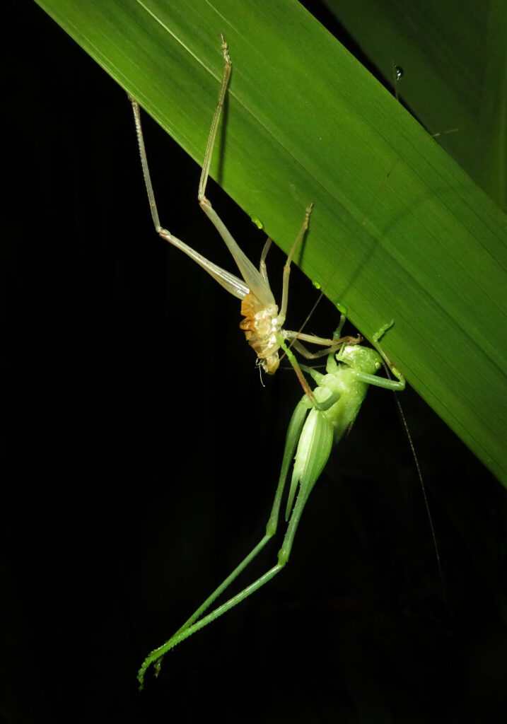 Katydids (Family Tettigoniidae)