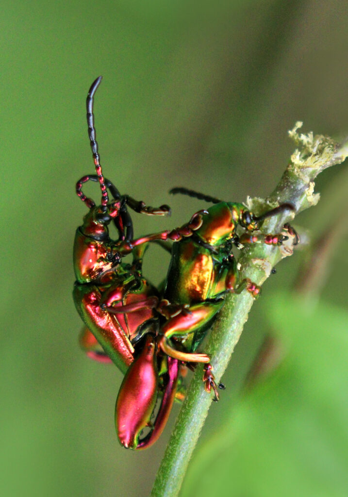 Frog-legged Leaf Beetle
