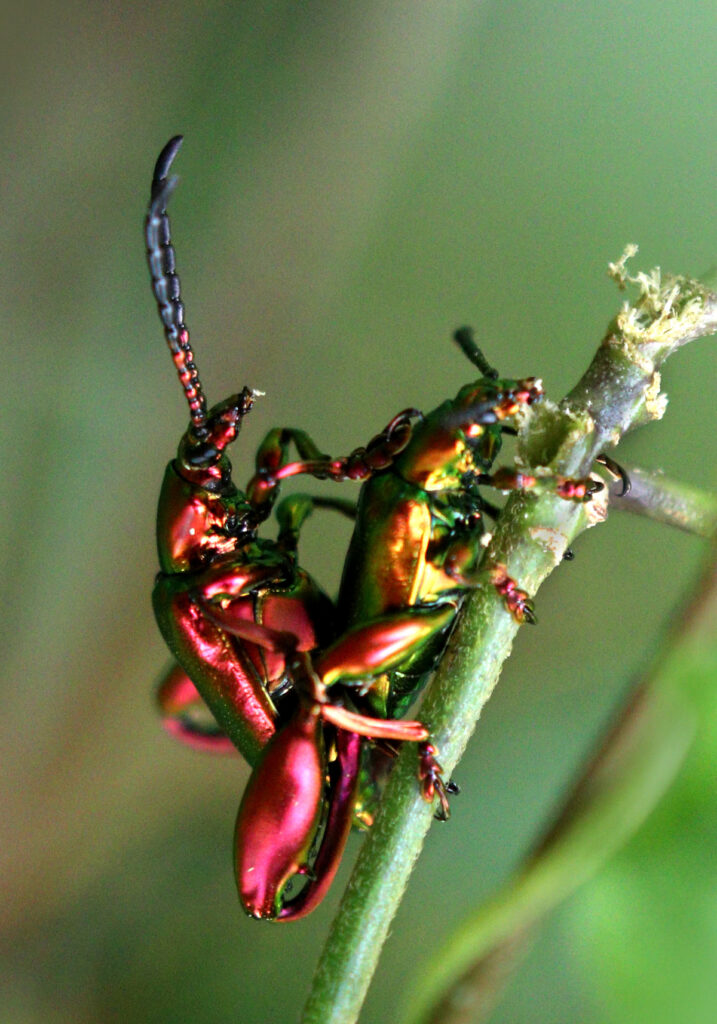 Frog-legged Leaf Beetle