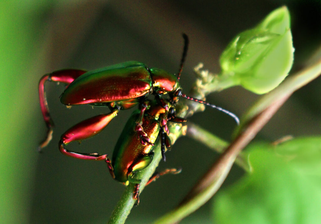 Frog-legged Leaf Beetle