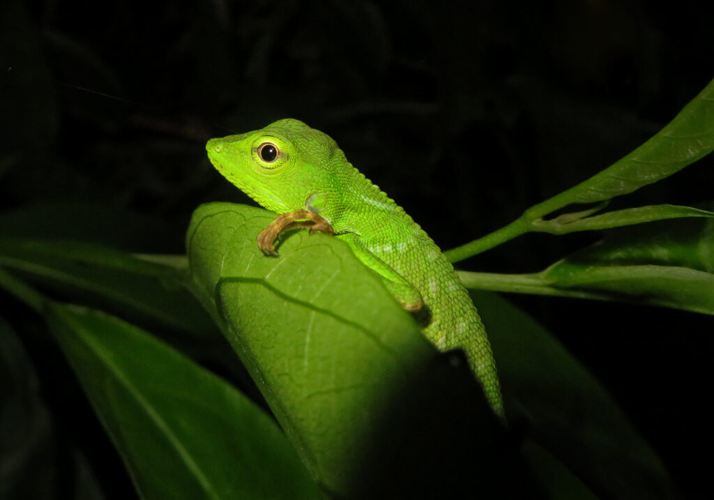 Southeast Asian Green Forest Lizards