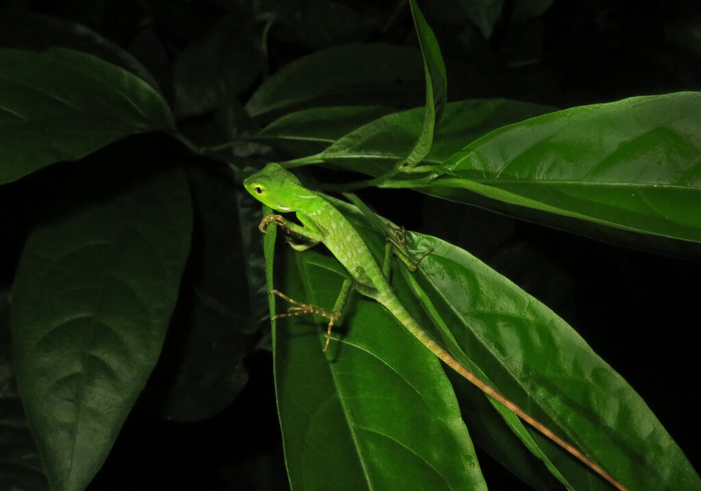 Southeast Asian Green Forest Lizards