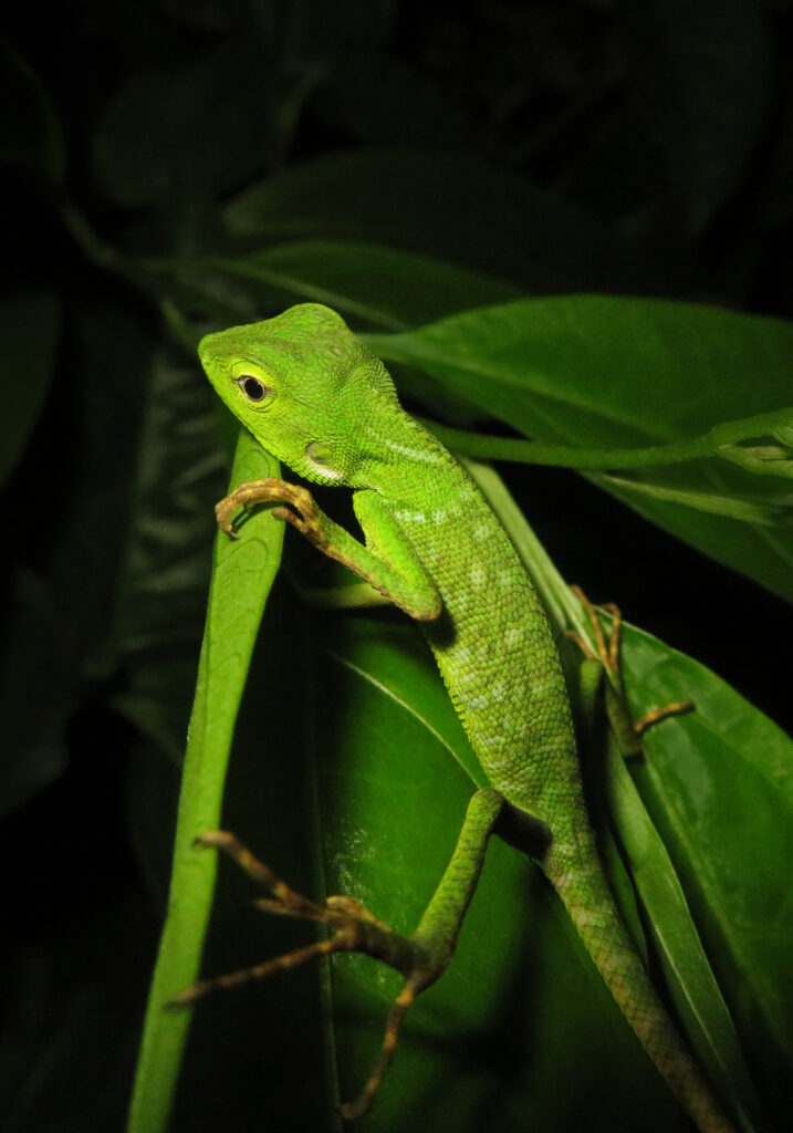 Southeast Asian Green Forest Lizards