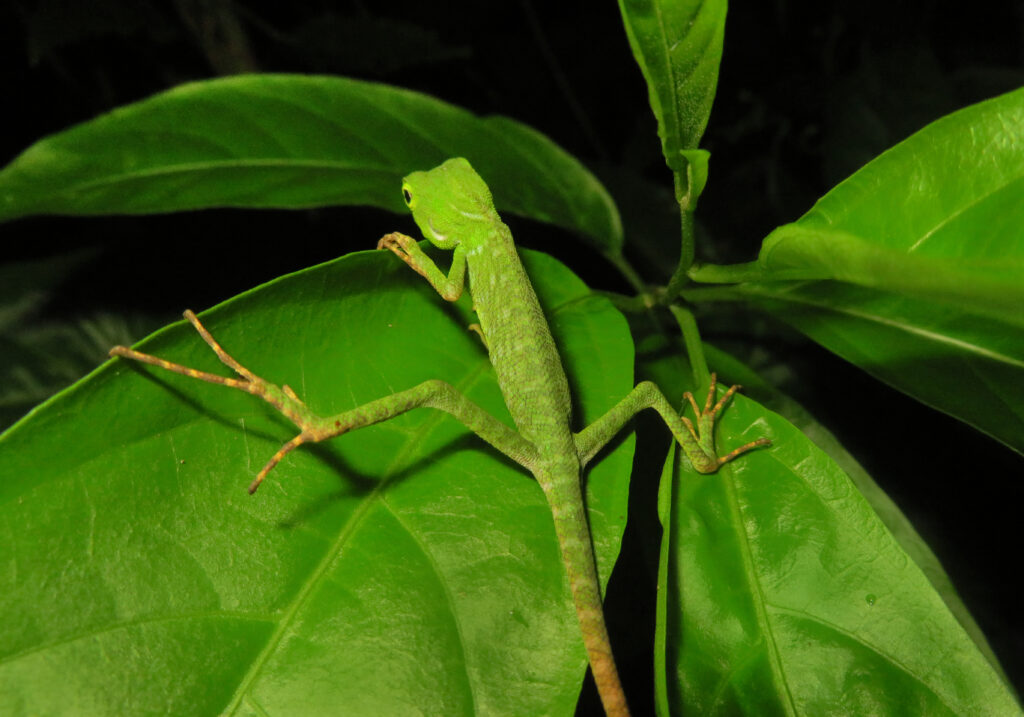 Southeast Asian Green Forest Lizards