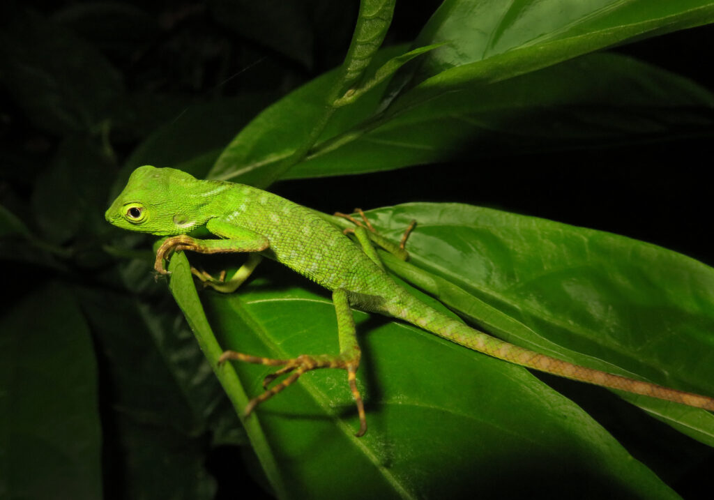 Southeast Asian Green Forest Lizards