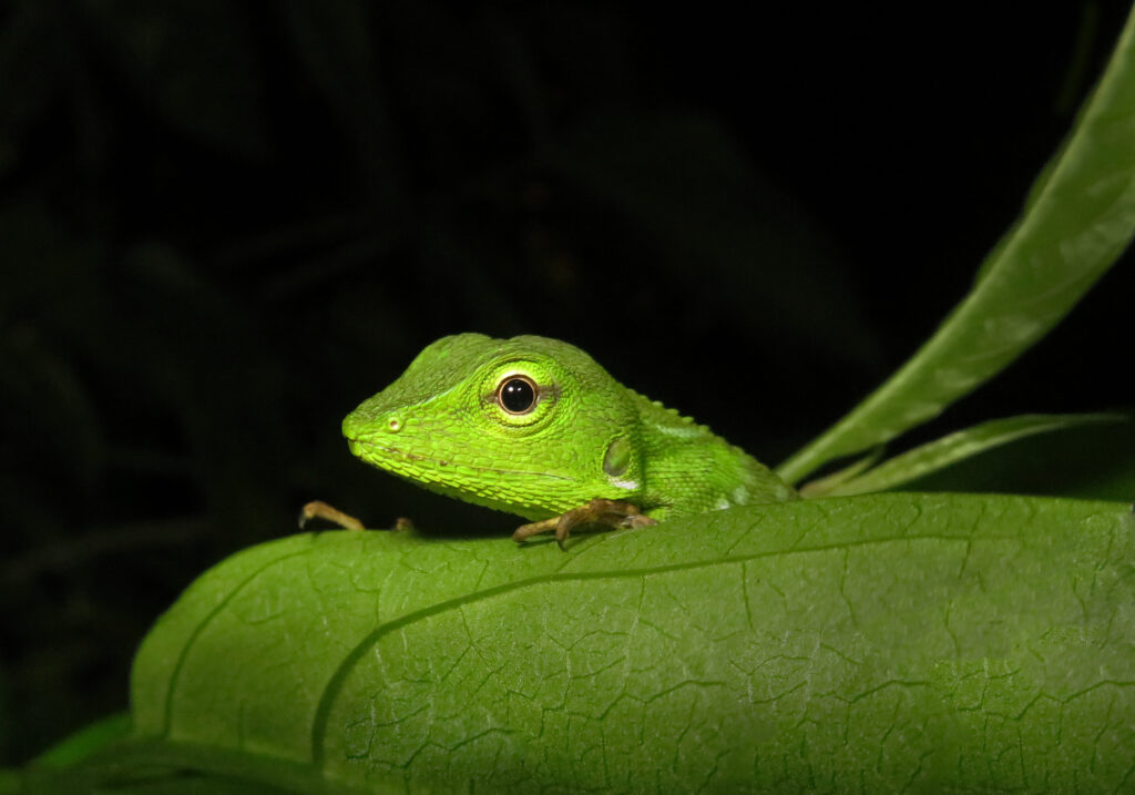 Southeast Asian Green Forest Lizards