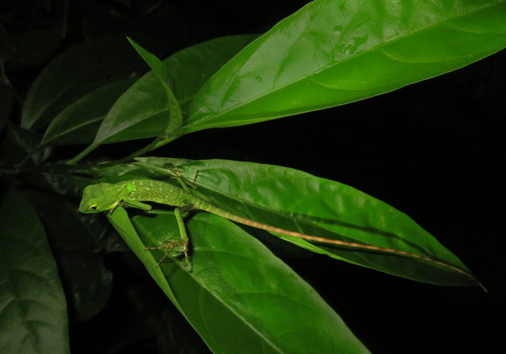 Southeast Asian Green Forest Lizards