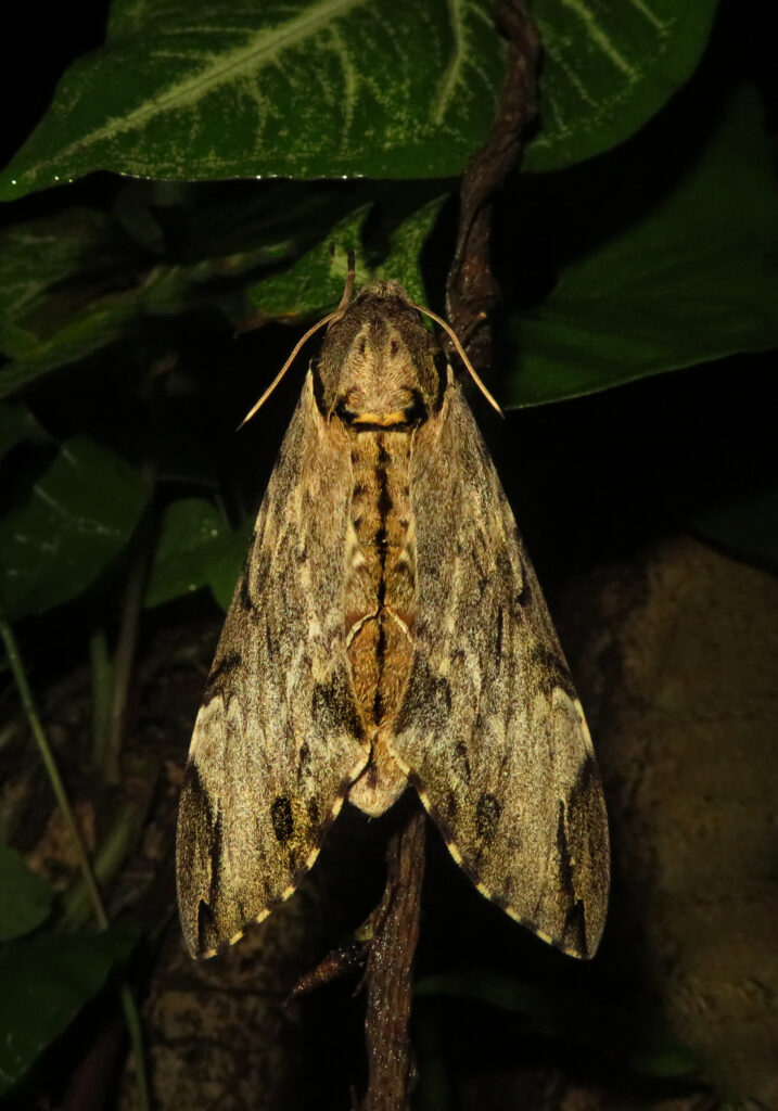 Genus Psilogramma