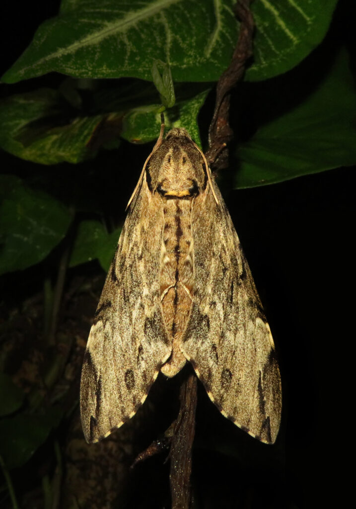 Genus Psilogramma