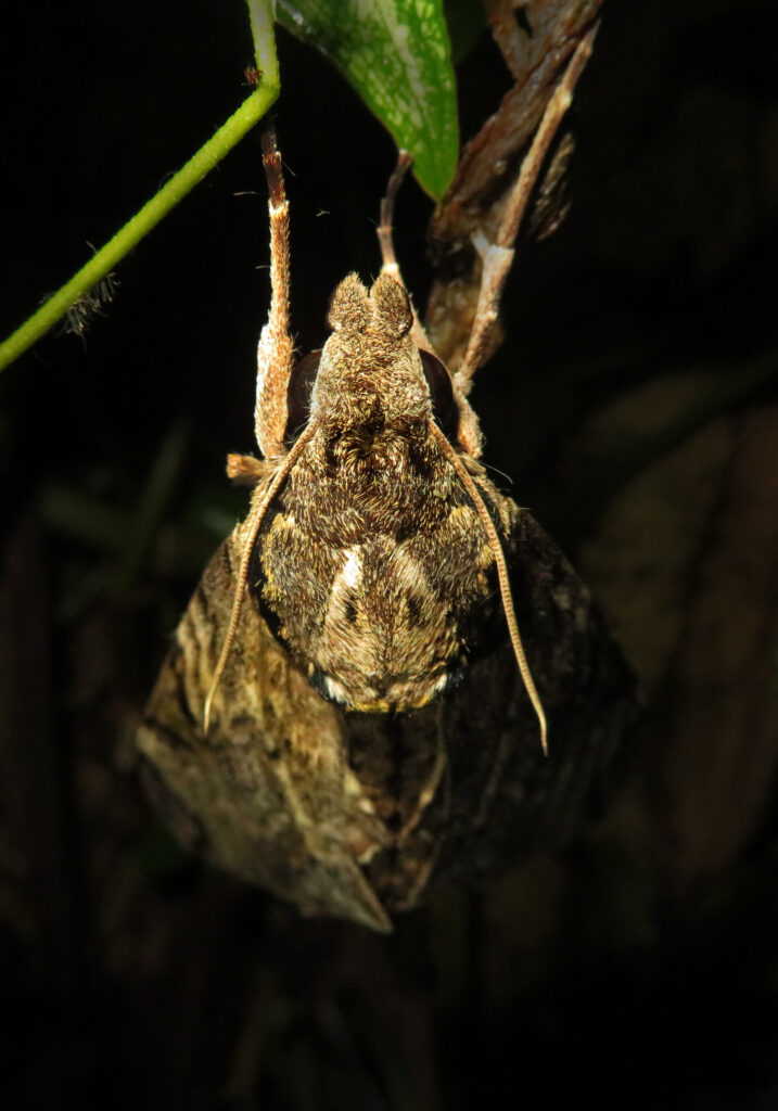 Genus Psilogramma