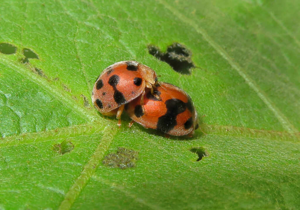 Genus Henosepilachna