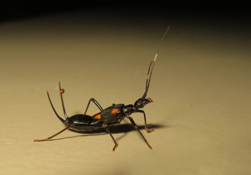 Genus Eparchus
