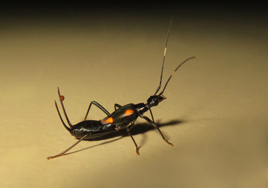 Genus Eparchus