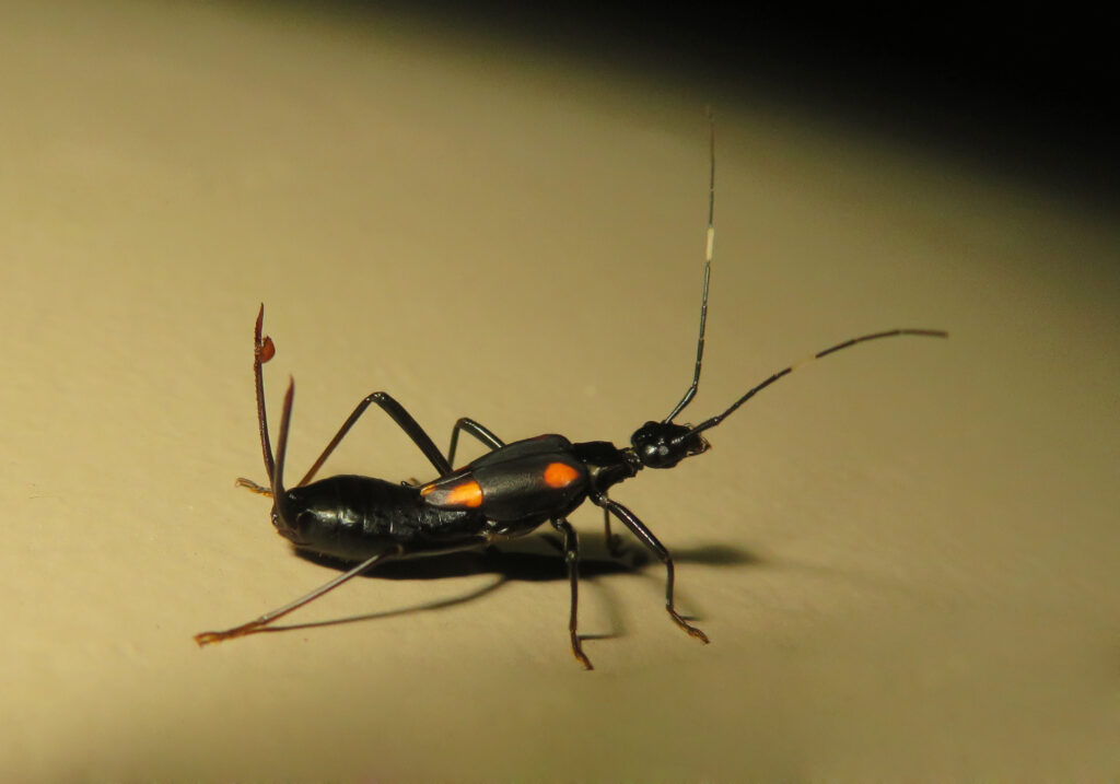 Genus Eparchus