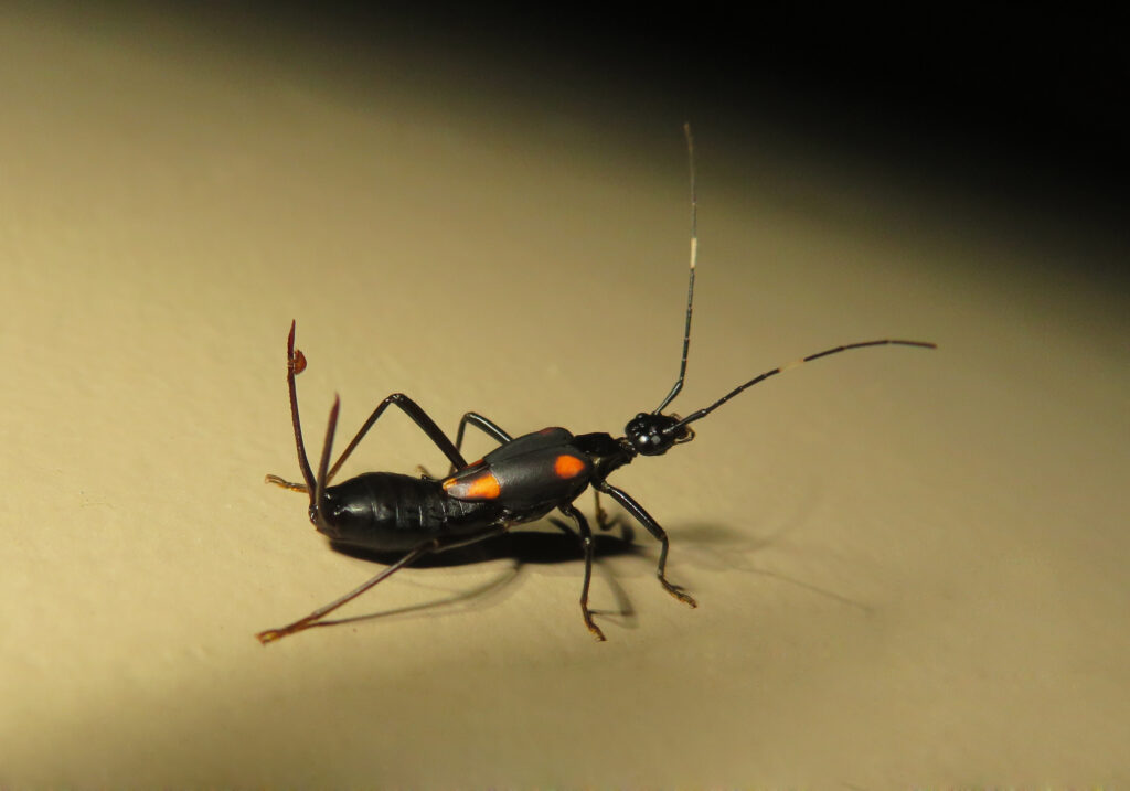 Genus Eparchus