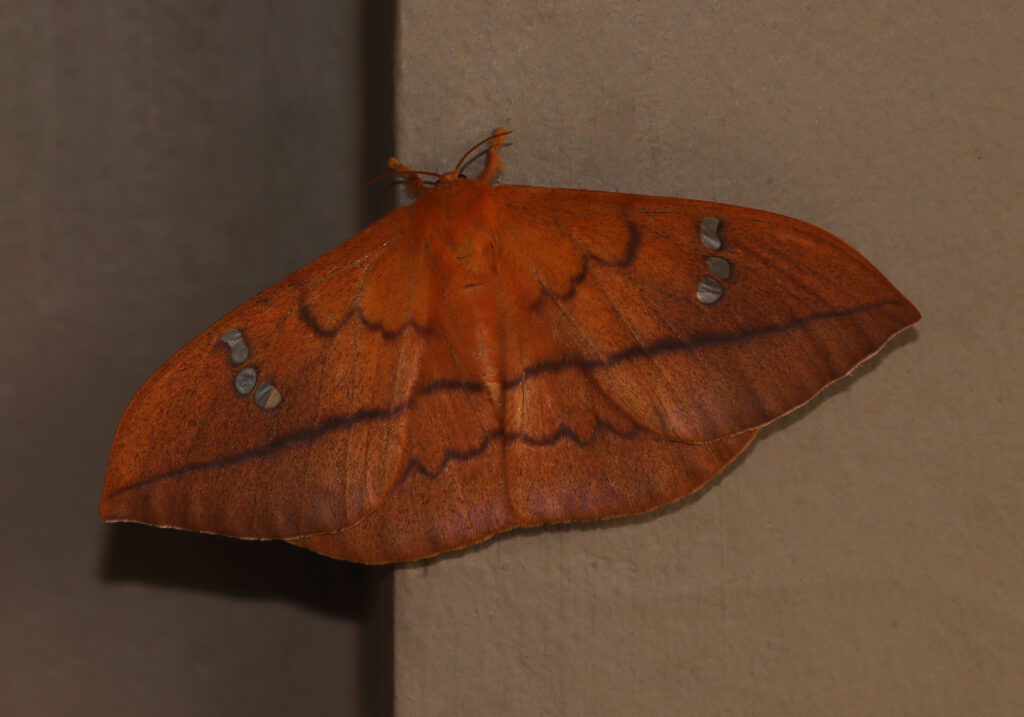 Cricula Silkmoth
