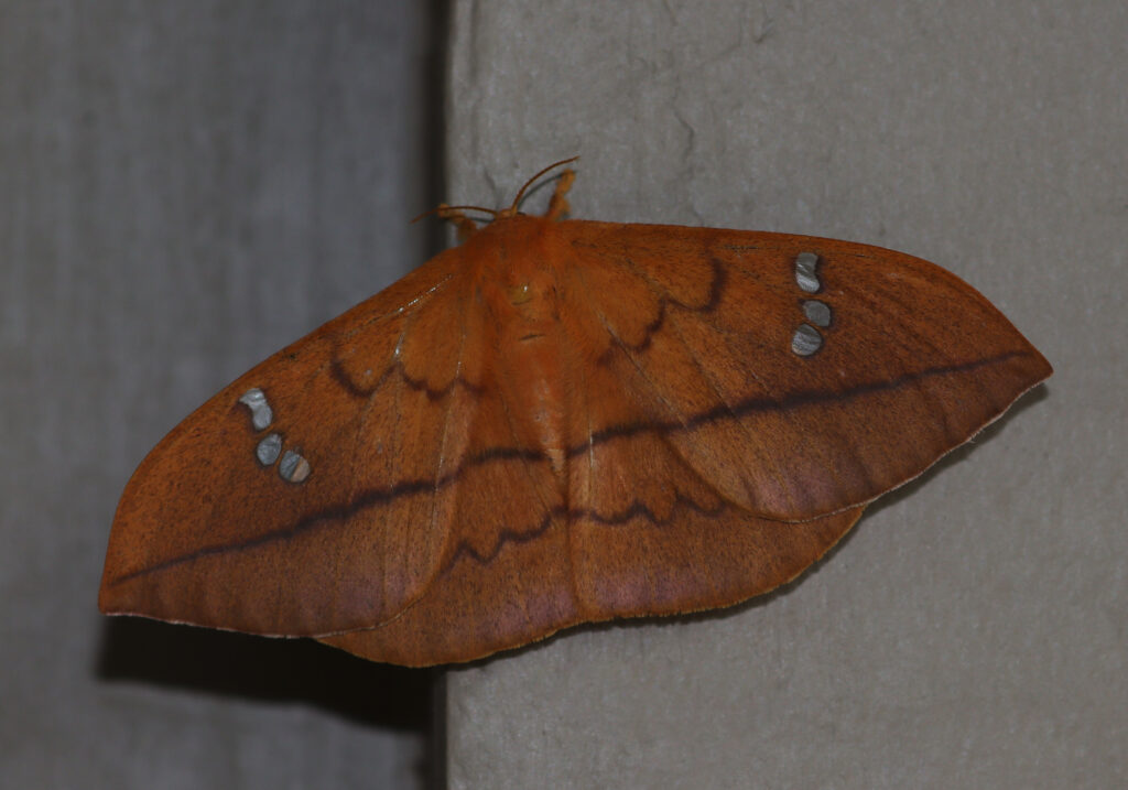 Cricula Silkmoth