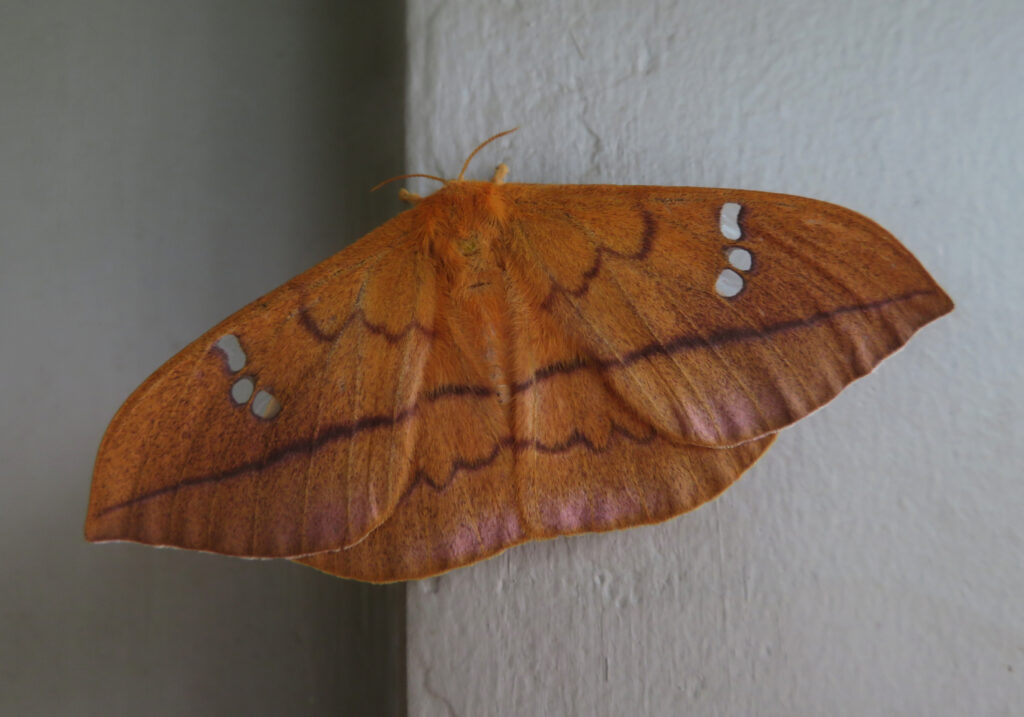 Cricula Silkmoth