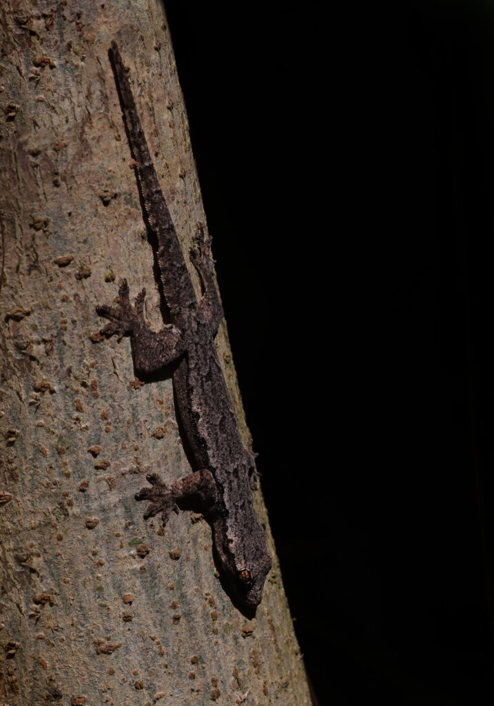 House Geckos (Genus Hemidactylus)