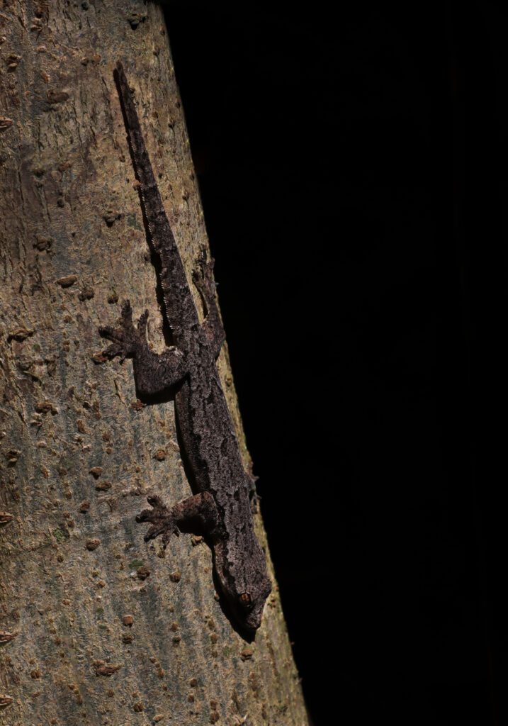 House Geckos (Genus Hemidactylus)