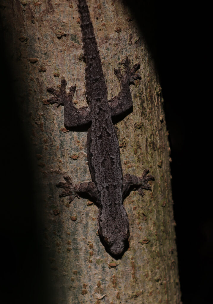 House Geckos (Genus Hemidactylus)