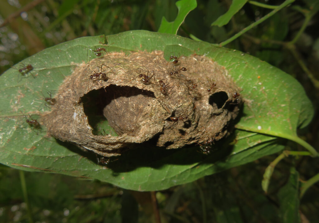 Ants