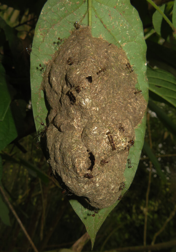 Ants
