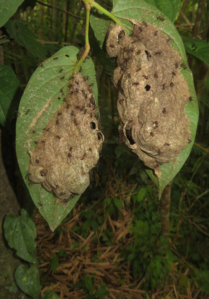 Ants