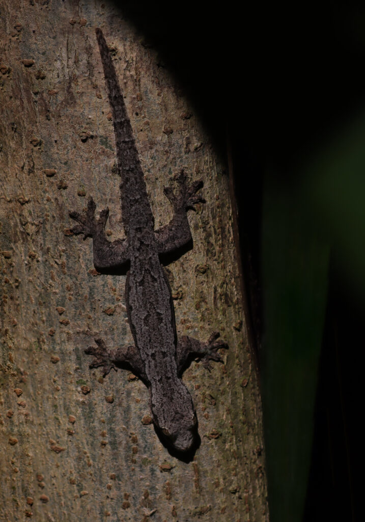 House Geckos (Genus Hemidactylus)