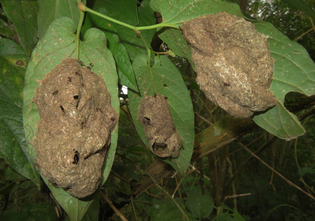 Ants