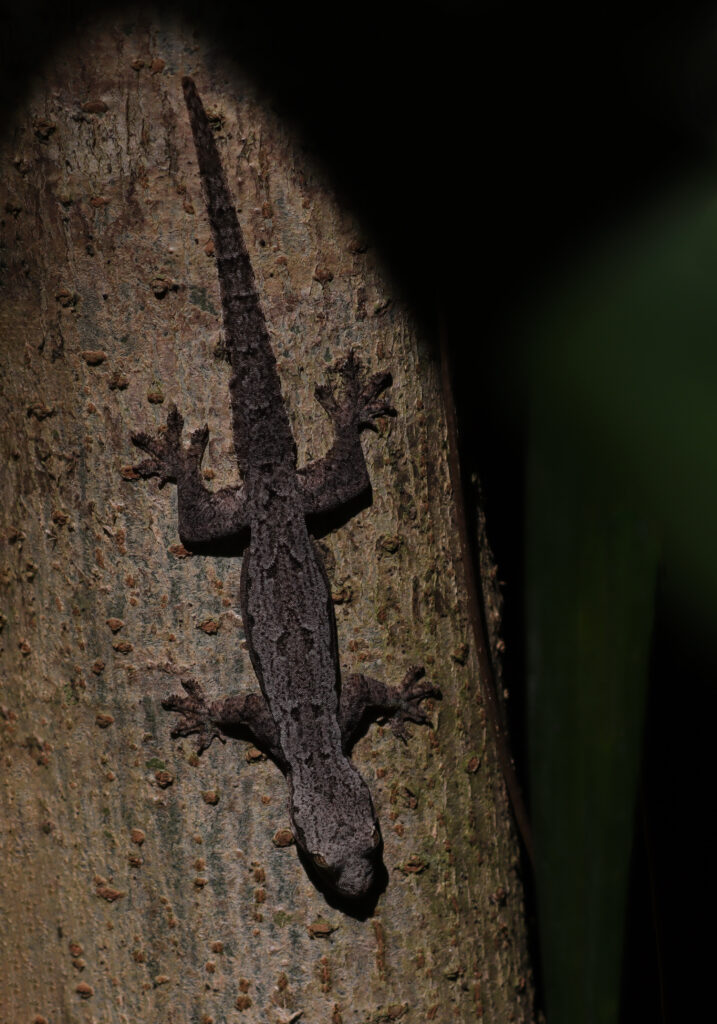 House Geckos (Genus Hemidactylus)