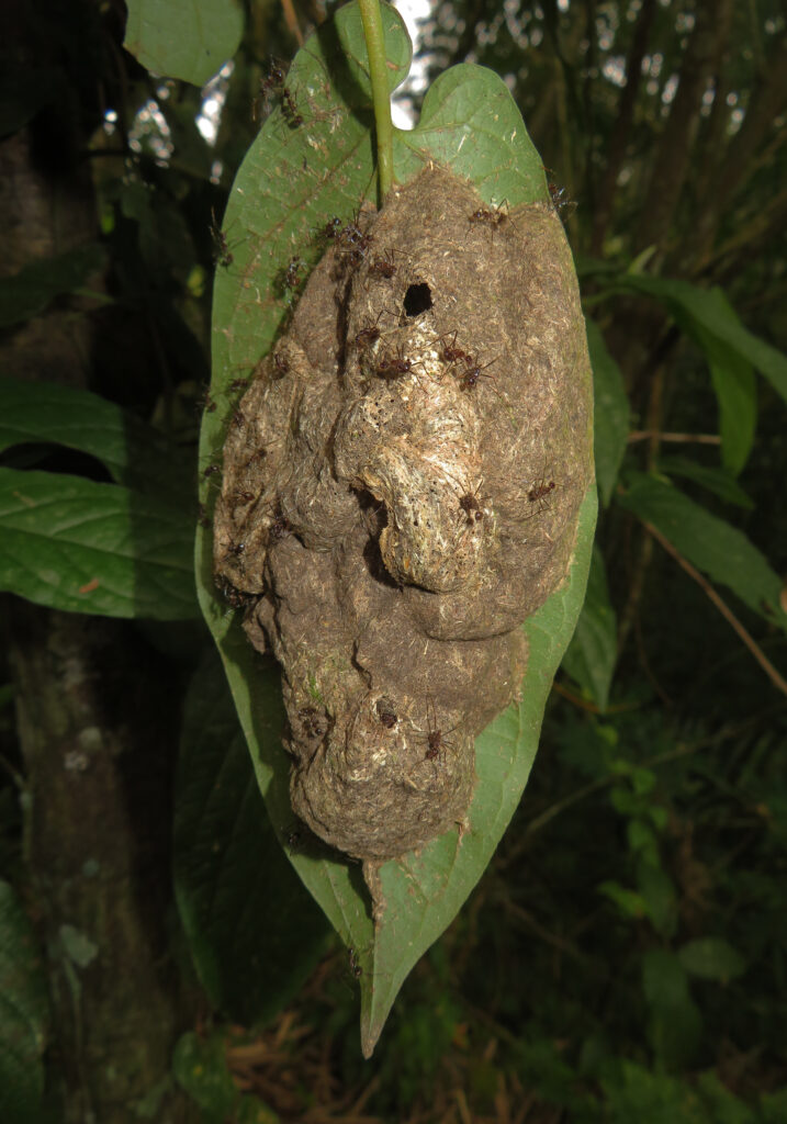 Ants