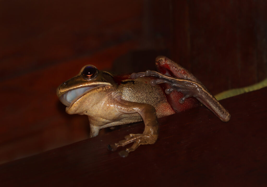 Painted Bronzeback (Dendrelaphis pictus)