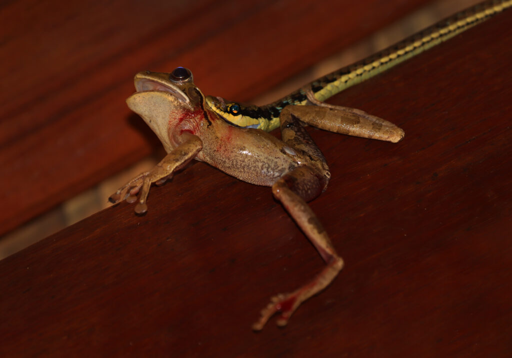 Painted Bronzeback (Dendrelaphis pictus)